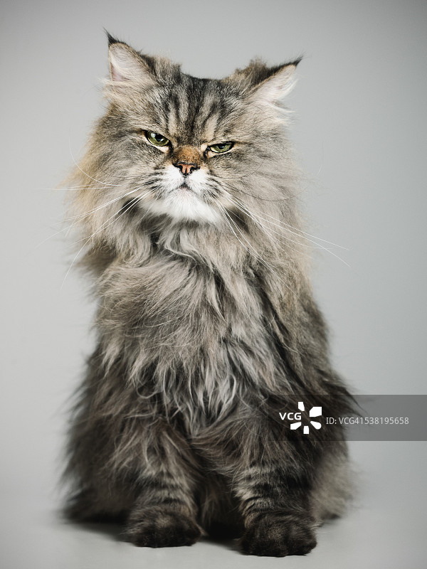 波斯猫的肖像图片素材