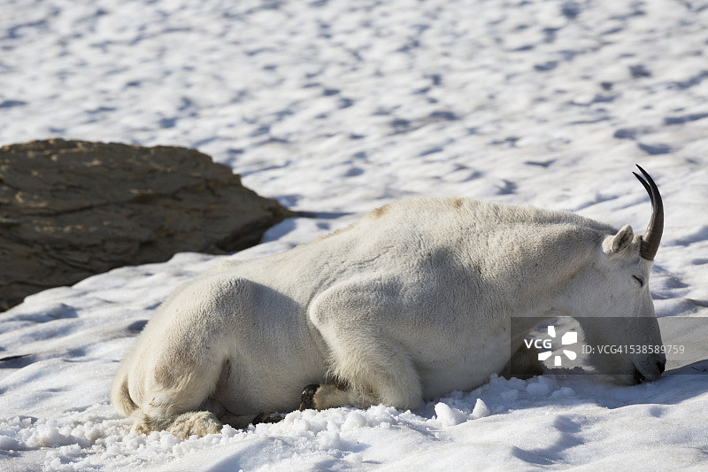蒙大拿州冰川国家公园，一只山羊躺在雪地上。图片素材