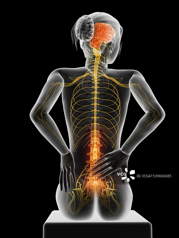 人体背部疼痛，说明图片素材