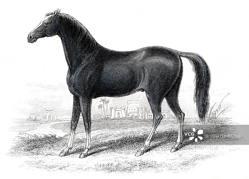 东古拉赛马，1841年图片素材