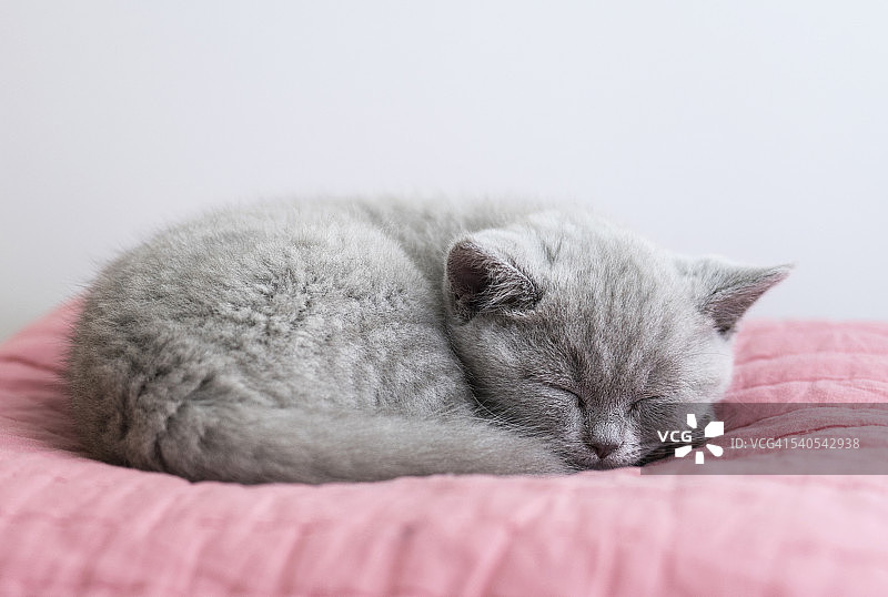 小英国短毛猫睡在一个粉红色的枕头上图片素材