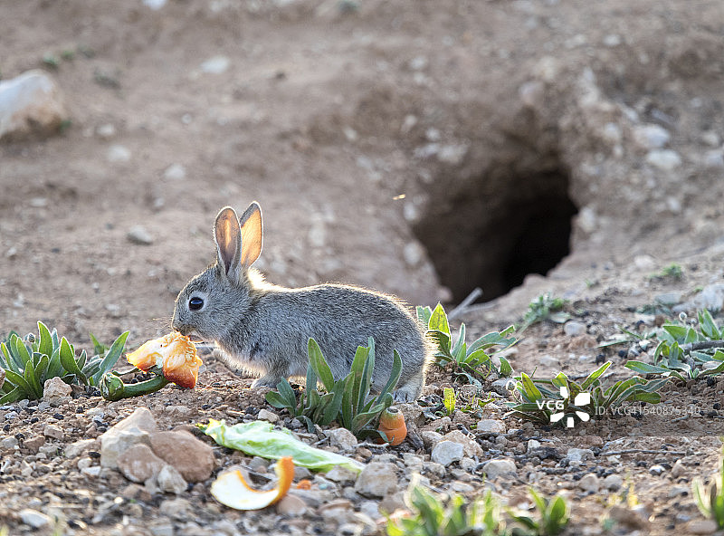 兔子在洞穴附近的田野里吃东西(Oryctolagus cunulus种)。图片素材