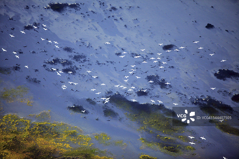 鸟群掠过湖面，冰岛图片素材