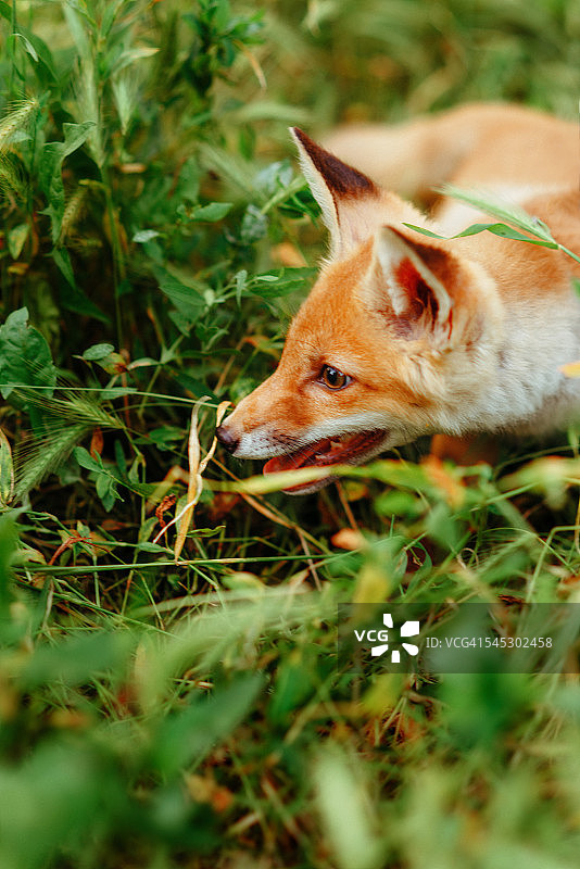 户外的小雌狐，红狐图片素材