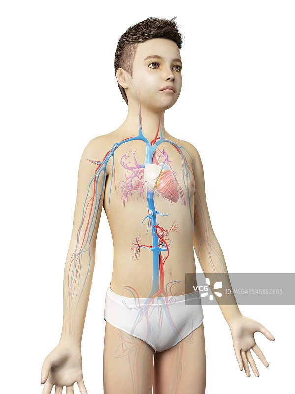 男孩心血管系统，插图图片素材