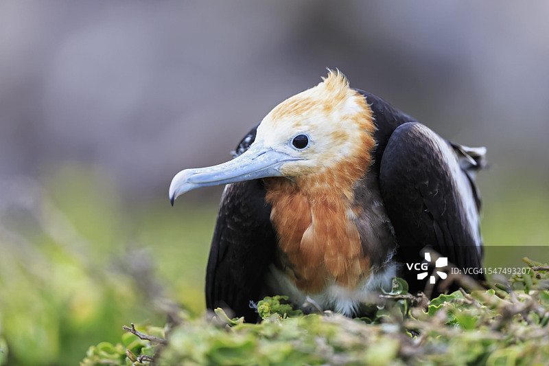 厄瓜多尔，加拉帕戈斯群岛，热那亚，年轻的军舰鸟在巢中图片素材