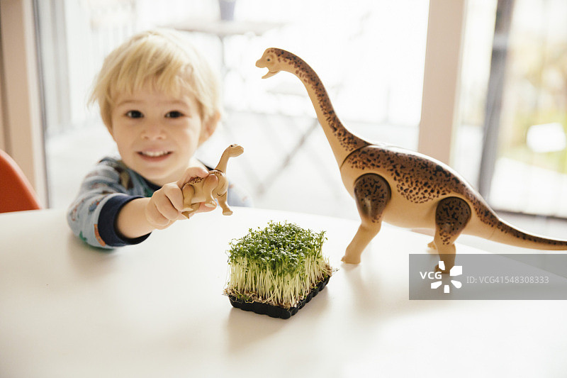 小男孩在桌子上玩玩具恐龙和一盒水芹图片素材