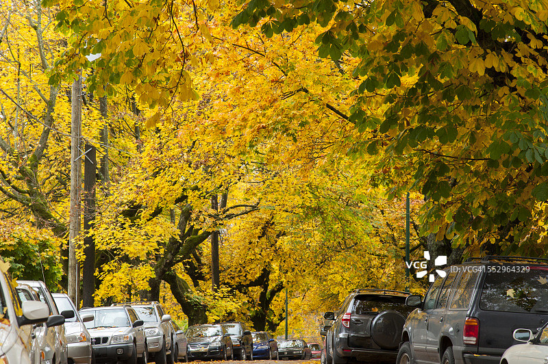 绿树成荫的街道上的秋色图片素材