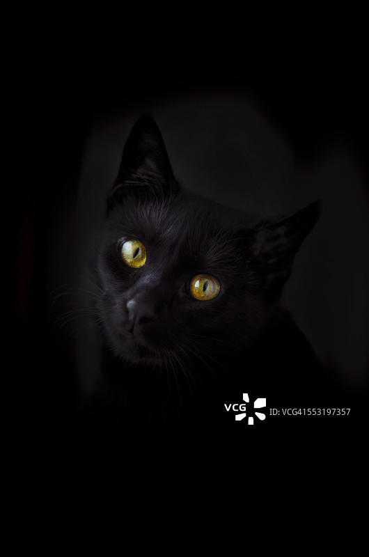 黑猫的脸在黑色背景前图片素材