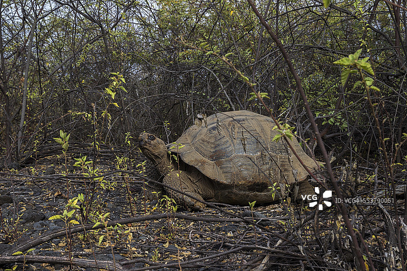 厄瓜多尔加拉帕戈斯群岛上的一只加拉帕戈斯象龟。图片素材