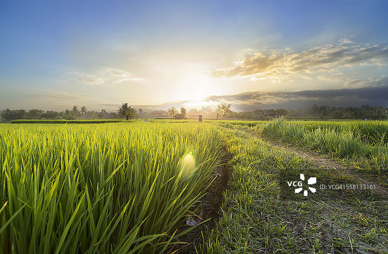 巴厘岛稻田上的日落图片素材