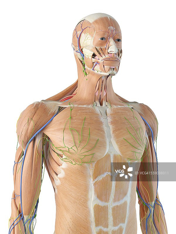 人体解剖学、插图图片素材