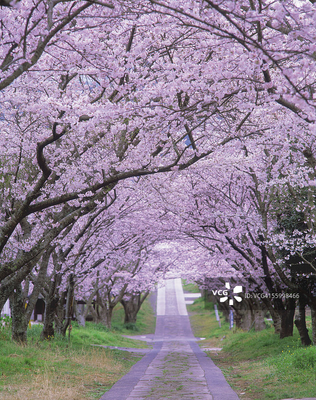 樱桃树图片素材