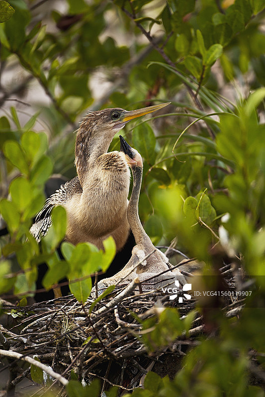 安格莱兹国家公园，安格莱兹(Anhinga Anhinga)，雌安格莱兹(Anhinga Anhinga)和幼鸟坐在巢里乞讨食物图片素材