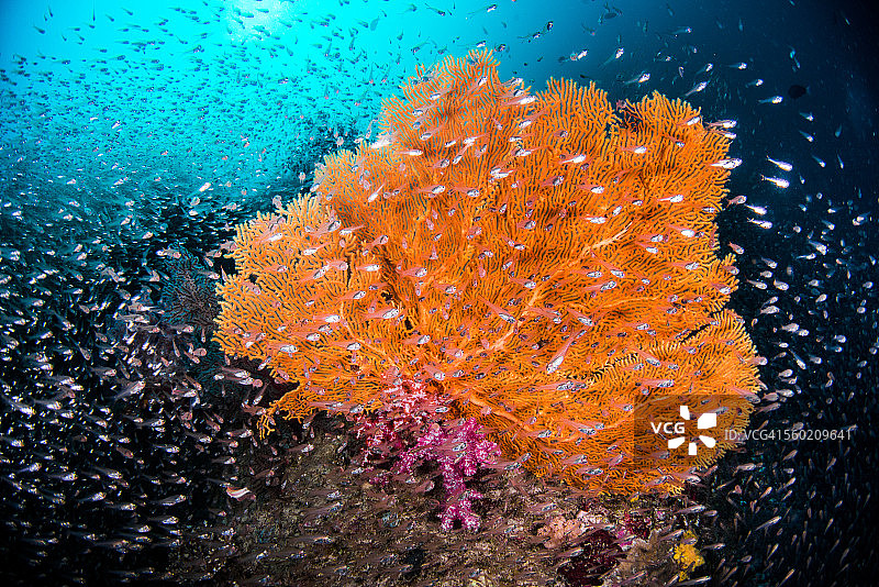 柳珊瑚海扇和一群玻璃鱼图片素材