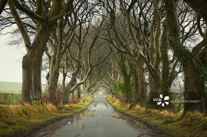 黑树篱，安特里姆公司，北爱尔兰图片素材