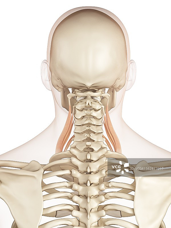人体颈部肌肉，插图图片素材