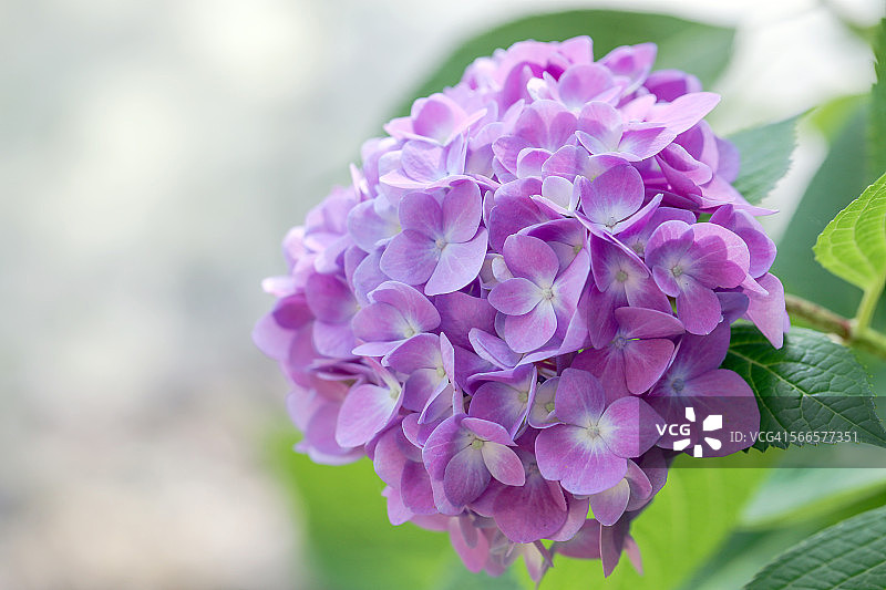 紫绣球花图片素材
