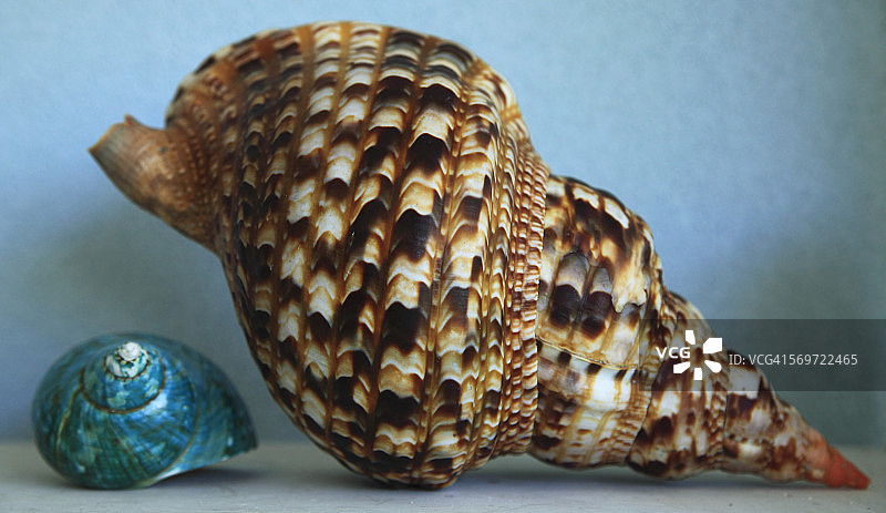 棕绿色毛螺海贝壳图片素材