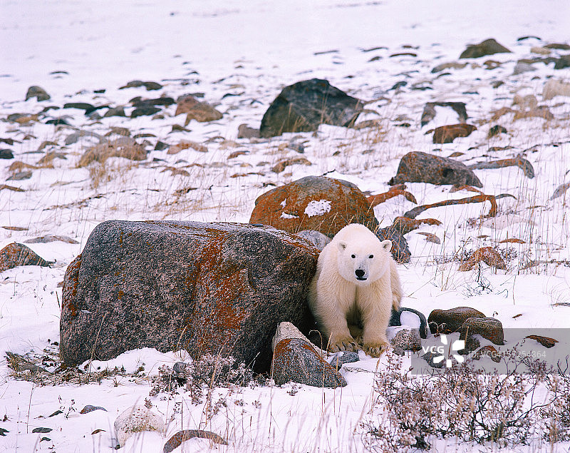 小北极熊蹲在长满苔藓的岩石旁。北极熊。哈德逊湾，马尼托巴，加拿大。图片素材