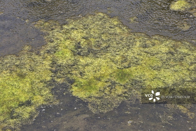 五大湖的藻类和细菌爆发图片素材