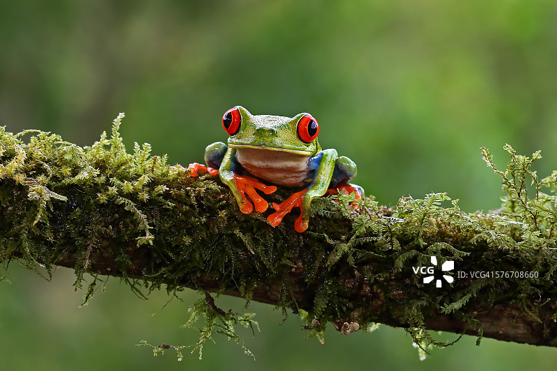 红眼树蛙，哥斯达黎加图片素材