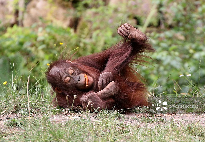 婆罗洲的猩猩的年轻人图片素材