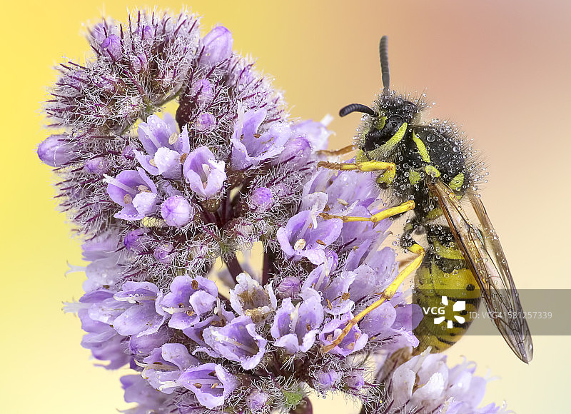 湿黄蜂在野花上图片素材