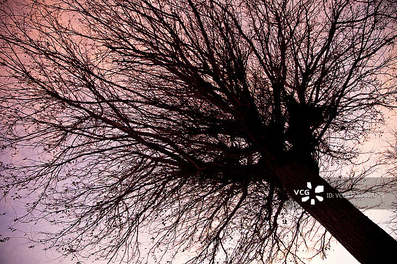 日落时分的光秃秃的树图片素材
