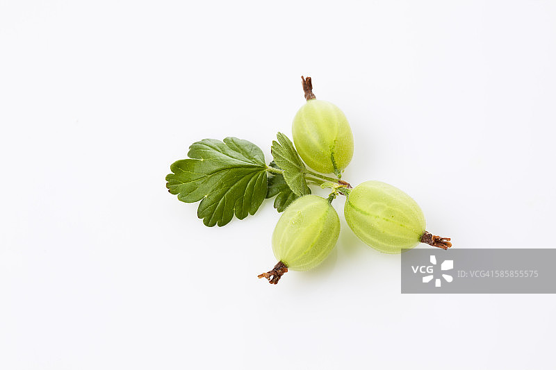醋栗，Ribes uva-crispa图片素材