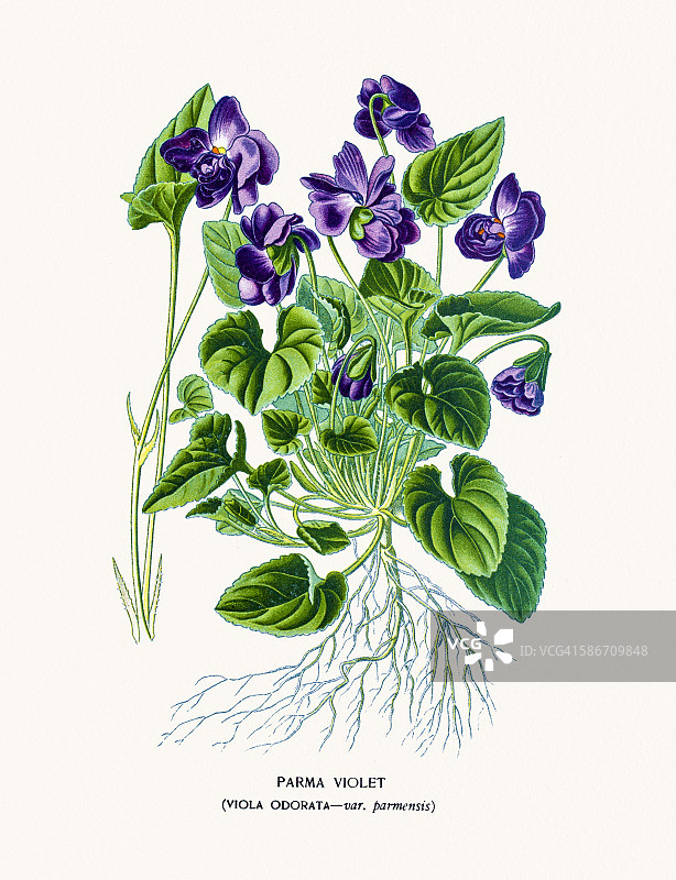 紫罗兰色的花图片素材