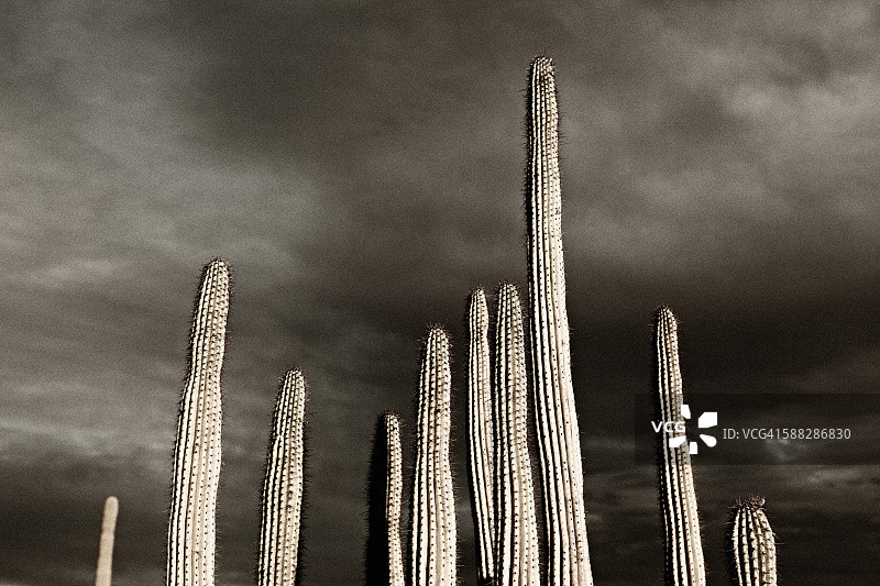 大型仙人掌植物和戏剧性的灰色天空，低角度视图，索诺拉沙漠，亚利桑那州，美国图片素材