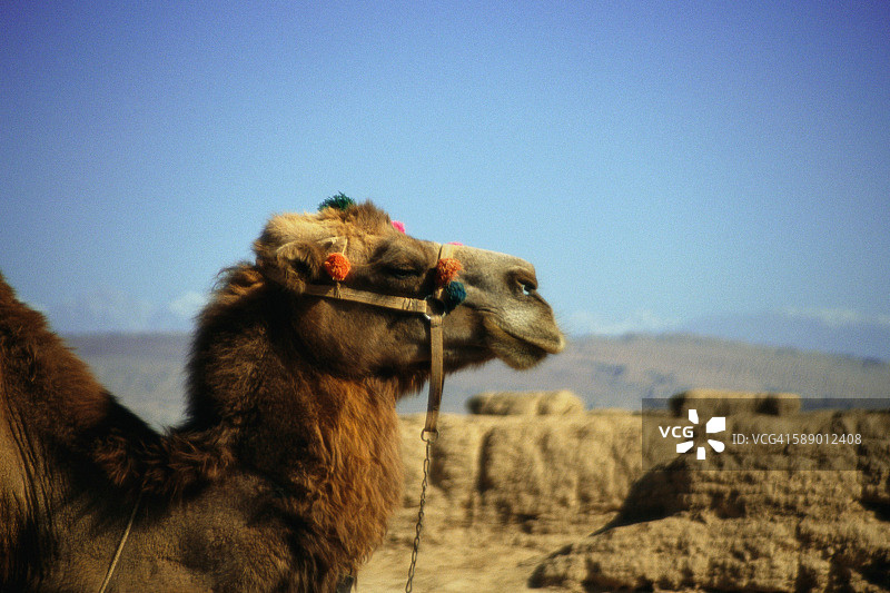 戈壁沙漠中的骆驼图片素材