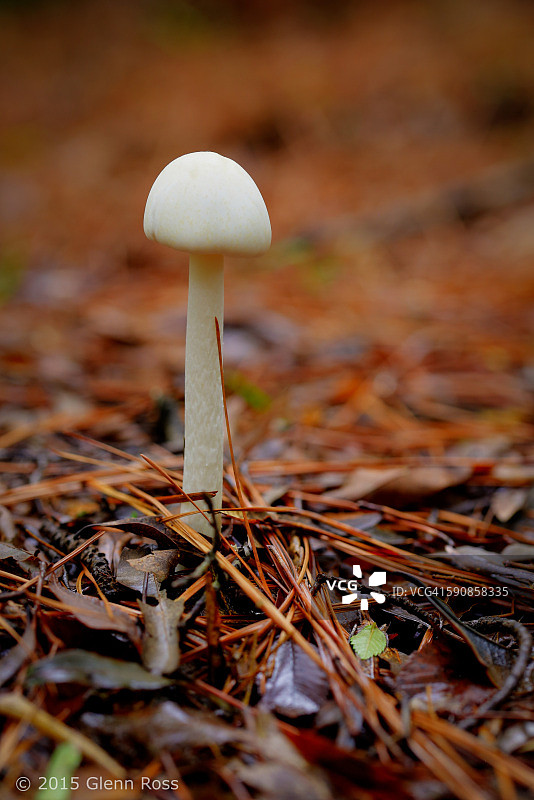 林地蘑菇图片素材