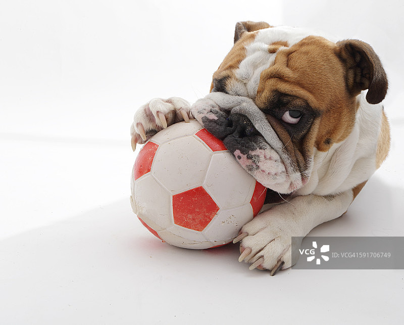 斗牛犬与足球图片素材