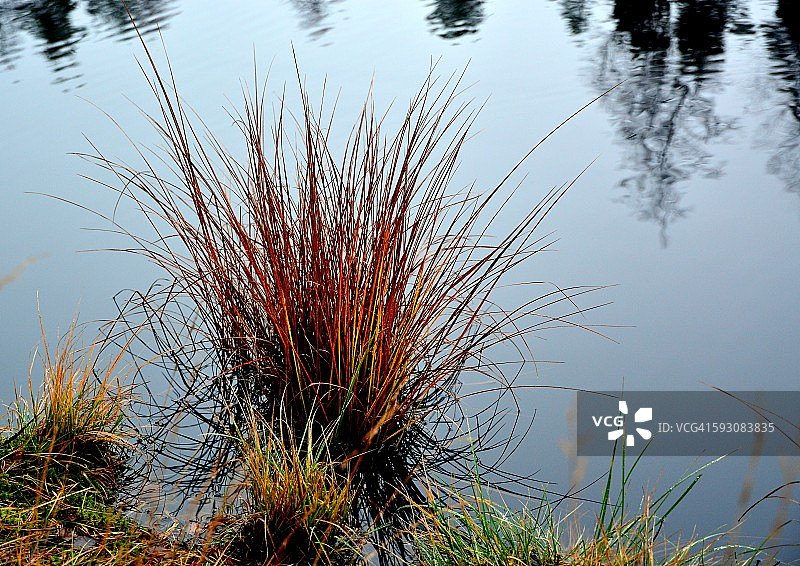秋天颜色的稻草在水中图片素材