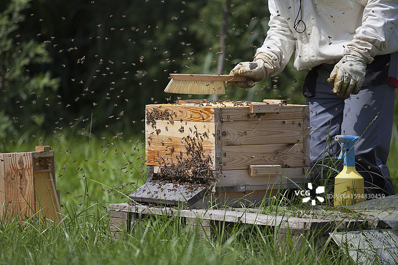 养蜂人正在从蜂巢中清理蜜蜂的中部图片素材