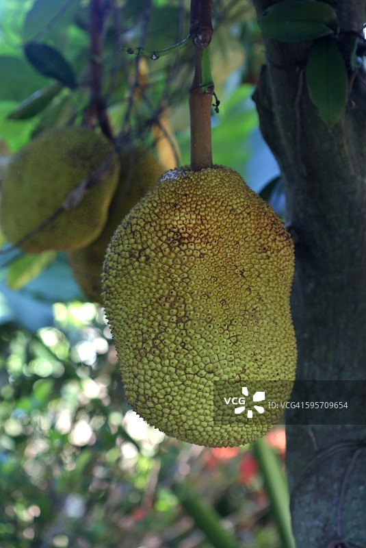 挂在菠萝蜜树上的热带水果(菠萝蜜)图片素材