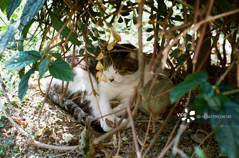 猫在树下睡觉图片素材