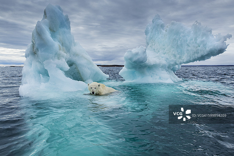 北极熊，浅水湾，努勒维特，加拿大图片素材
