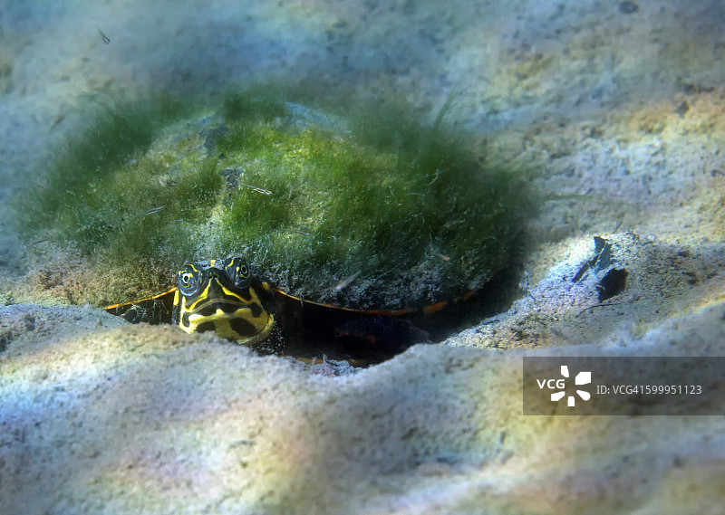 佛罗里达州莫里森泉的沙底上，一只地图龟的壳上长着苔藓。图片素材