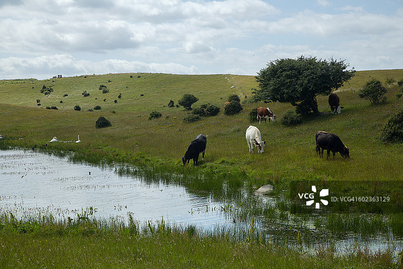 奶牛在丘陵地带有水池图片素材