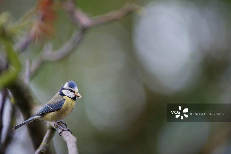 蓝山雀栖息在树枝上图片素材