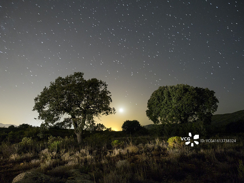 地中海山区森林中的两棵橡树，一个满是满月和星星的蓝天夜晚图片素材