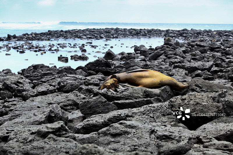 加拉帕戈斯群岛“海狮图片素材