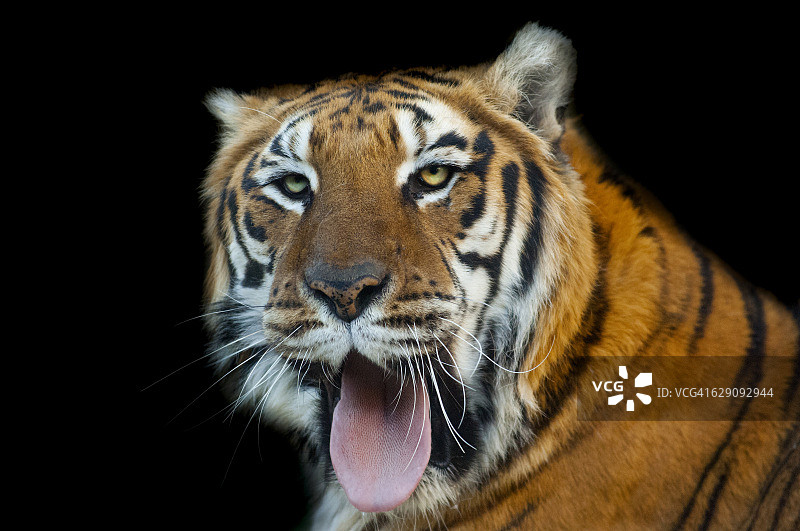 一个有趣的老虎脸的特写与他的舌头与黑暗的背景。豹属底格里斯河图片素材