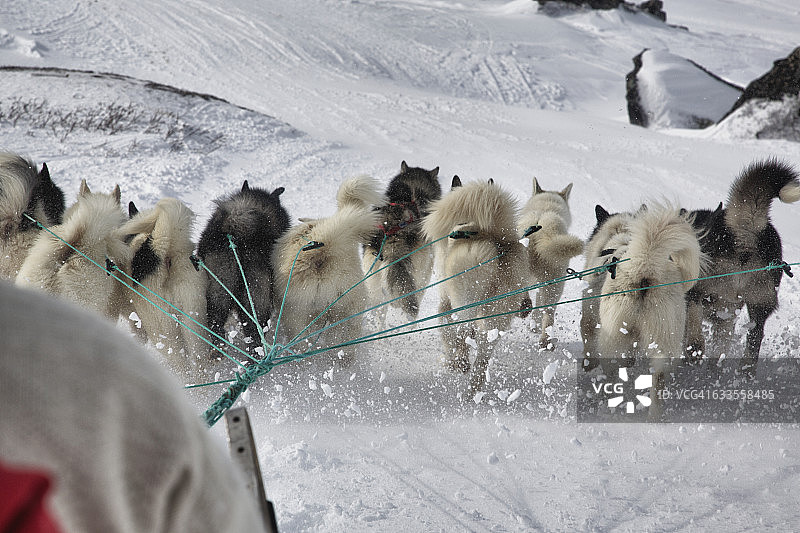 格陵兰的狗拉雪橇图片素材