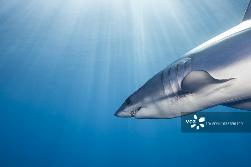 新西兰西海岸，短鳍灰鲭鲨(Isurus oxyrinchus)在阳光下游泳的水下视图图片素材