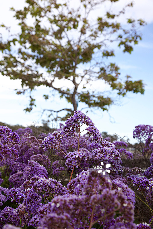 紫色的野花图片素材
