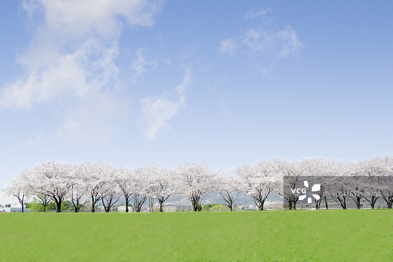 日本一排樱花树图片素材